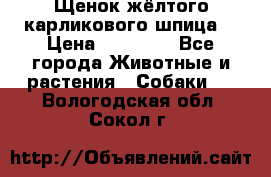 Щенок жёлтого карликового шпица  › Цена ­ 50 000 - Все города Животные и растения » Собаки   . Вологодская обл.,Сокол г.